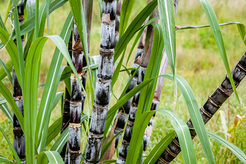 Sugar cane plant closeup tropical climate plantation agricultural crop organic